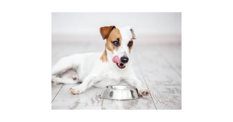 Best Dry Dog Food for Dogs With Digestive Problems: Complete Guide to Nutrition and Digestive Health